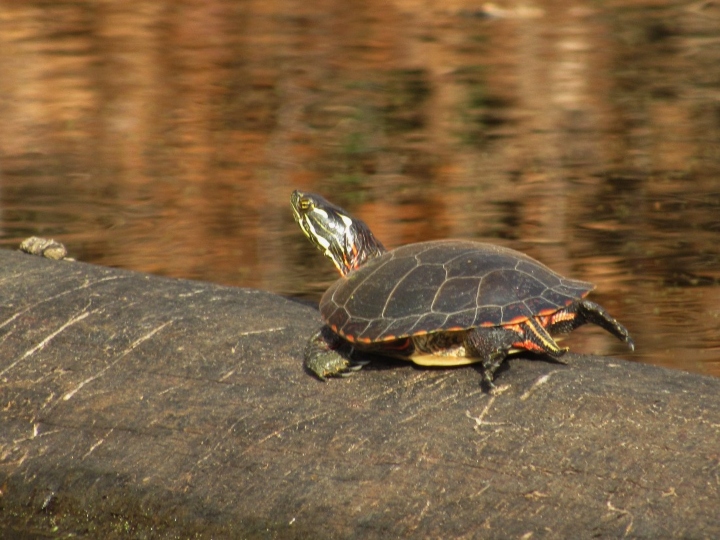 Midland Painted Turtle